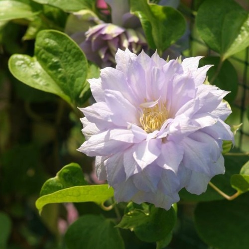 Клематис БЕЛЬ ОФ ВОРКИНГ в Могилёве