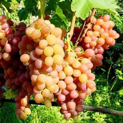 Сладкий в Могилёве