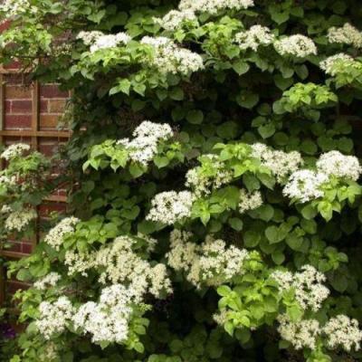 Черешковая в Могилёве