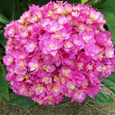 Ремонтантная в Могилёве