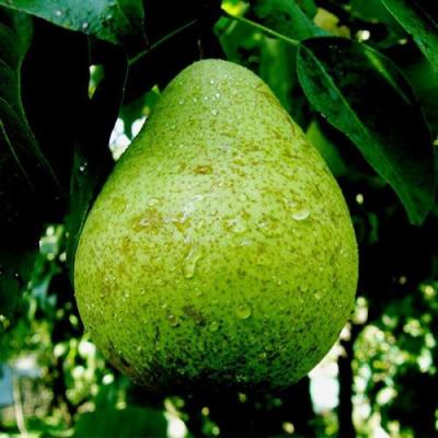 Зеленая в Могилёве