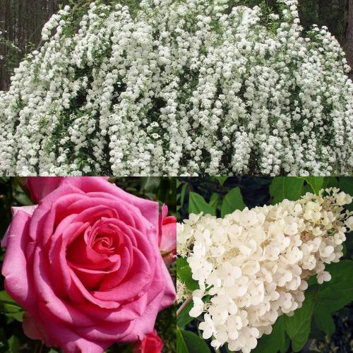 Комплект ВЕЧНАЯ КЛАССИКА в Могилёве