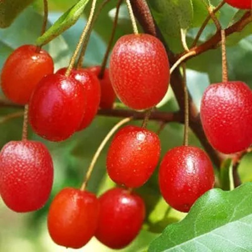 Гуми ТАИСА (ЛОХ МНОГОЦВЕТКОВЫЙ) в Могилёве