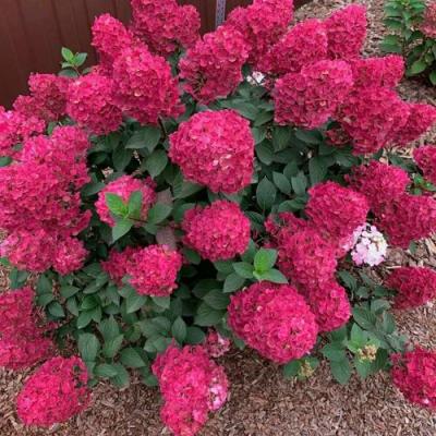 Красная в Могилёве