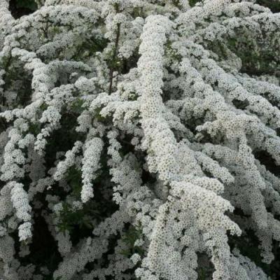 Серая в Могилёве