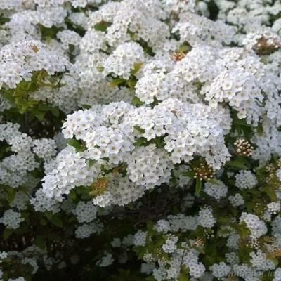 Белая в Могилёве