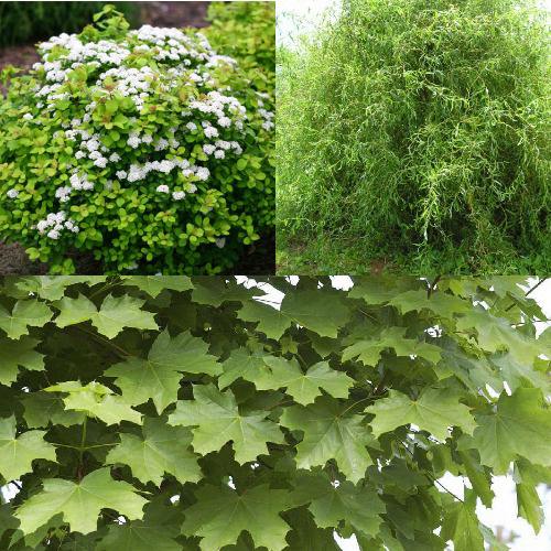 Комплект ЗЕЛЕНЫЙ ОАЗИС в Могилёве