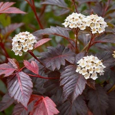 Бордовый в Могилёве