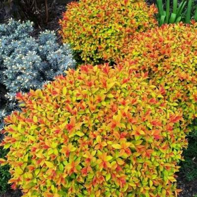 Низкорослая в Могилёве