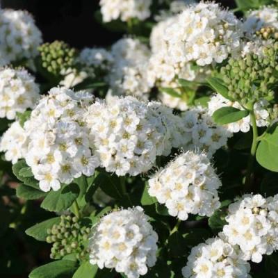 Березолистная в Могилёве