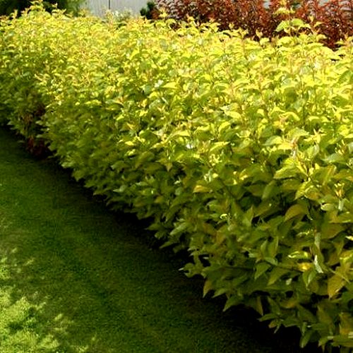 Комплект ДАРТС ГОЛД в Могилёве