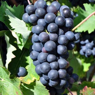 Круглый в Могилёве