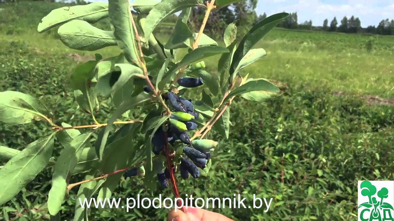 Превью видео