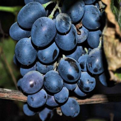 Синий в Могилёве