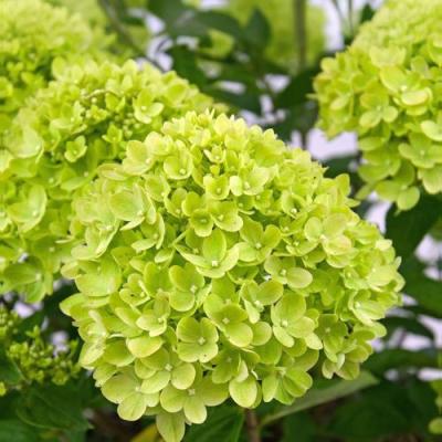 Зеленая в Могилёве