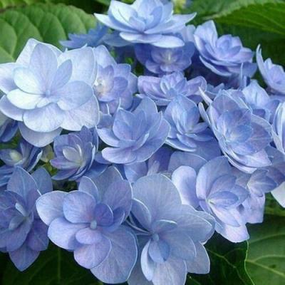 Голубая в Могилёве