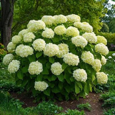 Большие (высокие) в Могилёве