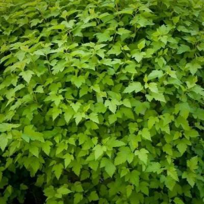 Зеленый в Могилёве