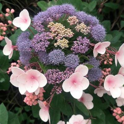 Шершавая в Могилёве