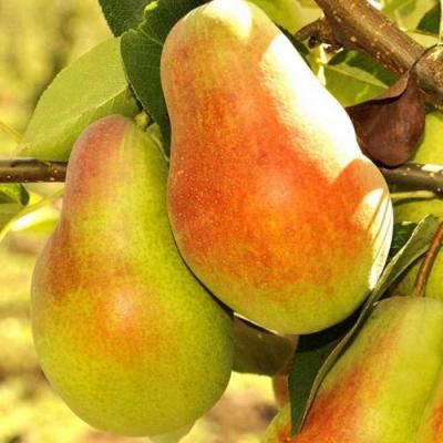 Красавица в Могилёве