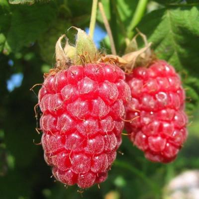 Крупная в Могилёве