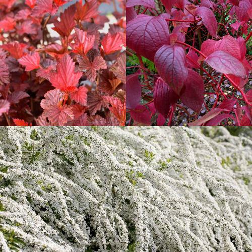 Комплект ЖИВАЯ ИЗГОРОДЬ в Могилёве