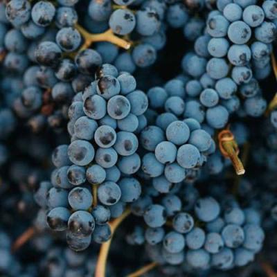 Технический в Могилёве