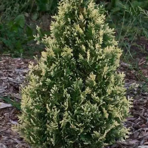 Туя БРАБАНТ ВАРИЕГАТТА западная в Могилёве