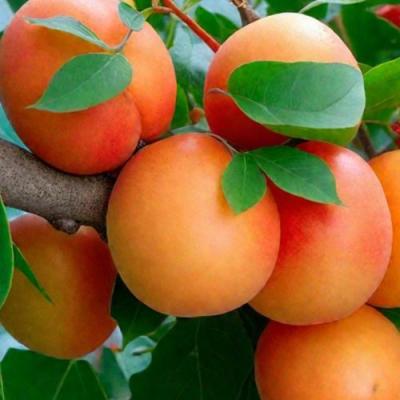 Абрикос в Могилёве