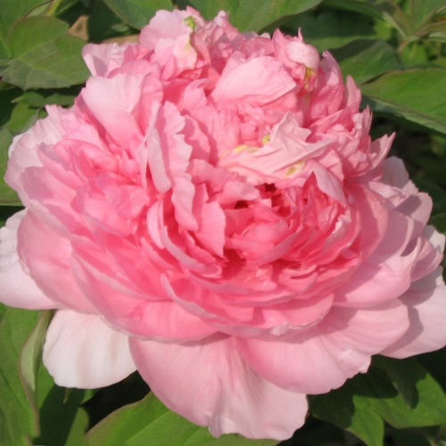 Пион ИМПЕРАТОРСКАЯ НАЛОЖНИЦА древовидный в Могилёве