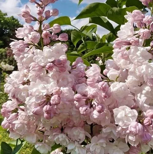 Сирень КРАСАВИЦА МОСКВЫ (привитая) в Могилёве