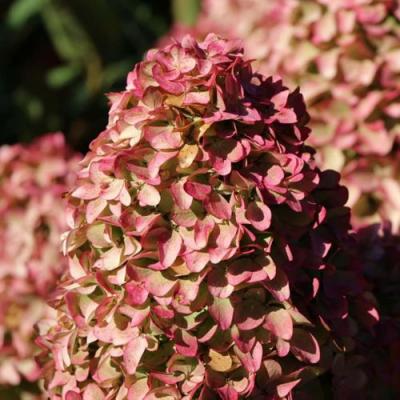 Мэджикал в Могилёве