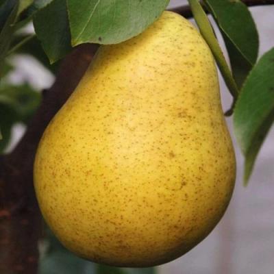 Крупная в Могилёве