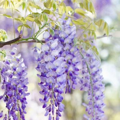 Глициния в Могилёве