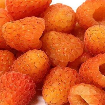 Оранжевая в Могилёве