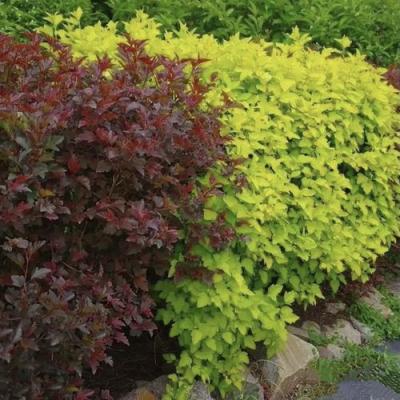 Калинолистный в Могилёве