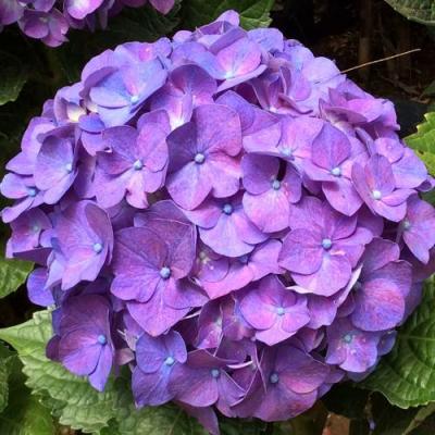 Фиолетовая в Могилёве