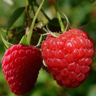 Кустовая в Могилёве