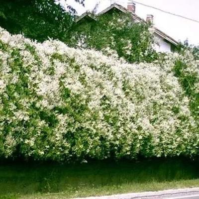 Фаллопия в Могилёве