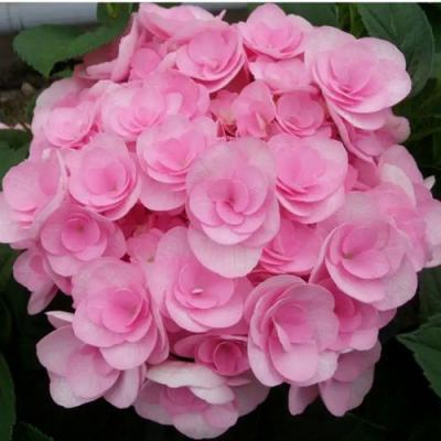 Махровая в Могилёве