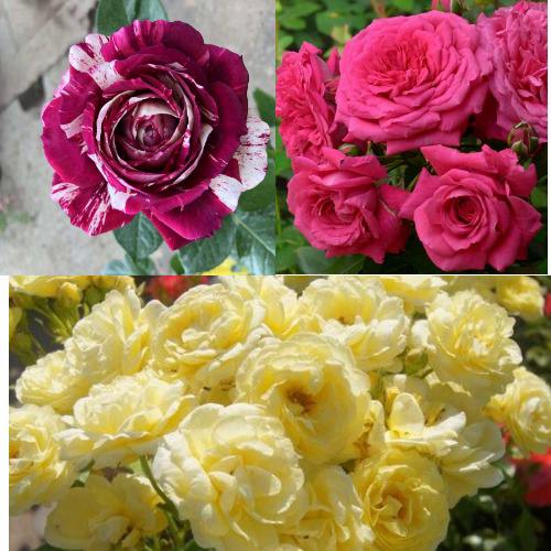 Комплект РОЗОВЫЙ АКЦЕНТ в Могилёве