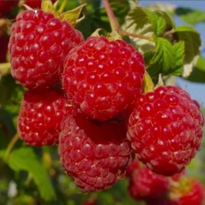 Ранняя в Могилёве