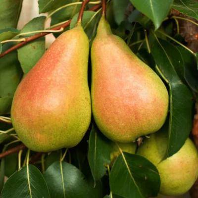 Сладкая в Могилёве