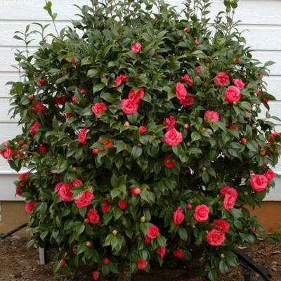 Камелия в Могилёве