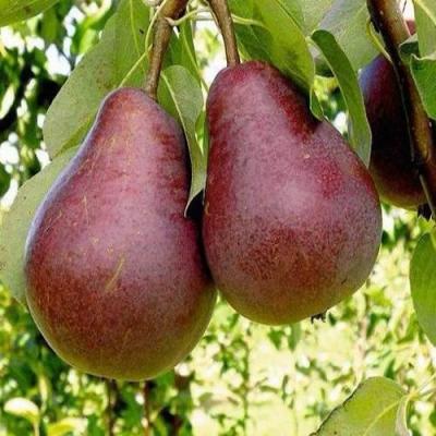 Красная в Могилёве