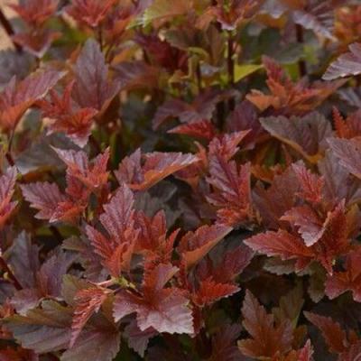 Красный в Могилёве