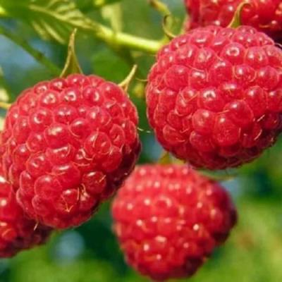 Поздняя в Могилёве