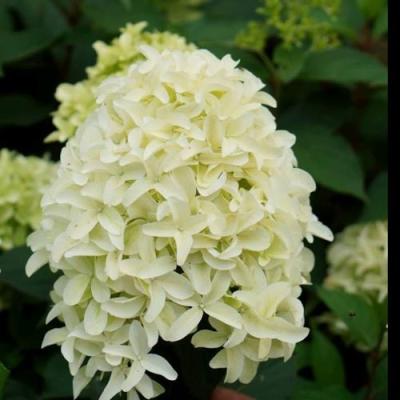 Средние в Могилёве