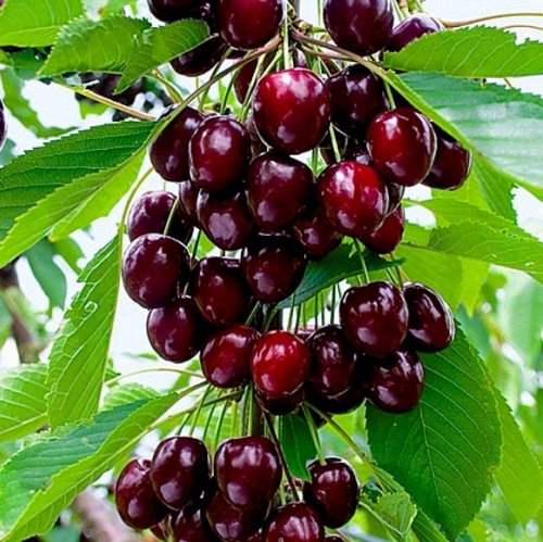 саженцы крупноплодной черешни.jpg