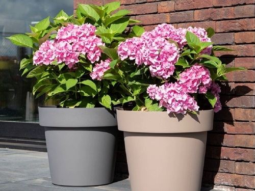 саженцы гортензии в горшках.jpg